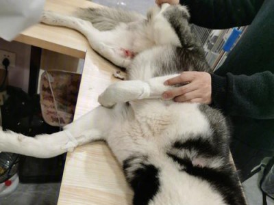 如何养护宠物及整理屋子（让你的宠物和屋子都健康有序）