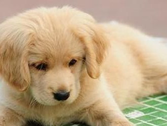 如何养护成年金毛犬？（掌握关键点，做好宠物照顾）