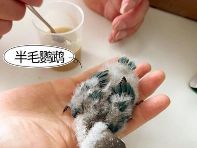新手养鹦鹉该养什么？（第一次养鹦鹉，了解合适的食物选择和饲养知识）