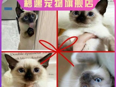 暹罗猫——迷人的优雅之兽（暹罗猫的可爱之处）