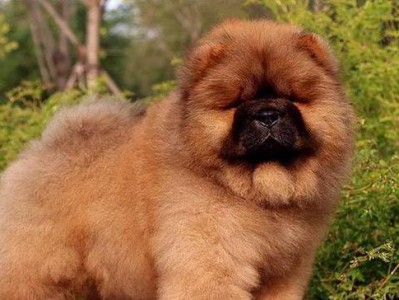 松狮犬适合吃什么狗粮？（选择适合松狮犬的狗粮是关键，关注它们的需求与健康）