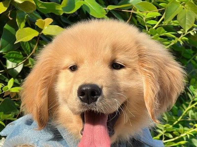 养狗不能养十年？一起来探讨这个说法的真相吧！（养狗时间长短因个体差异而异，不能一概而论。）