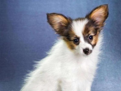 如何正确喂养蝴蝶犬（宠爱你的蝴蝶犬，从喂养开始）