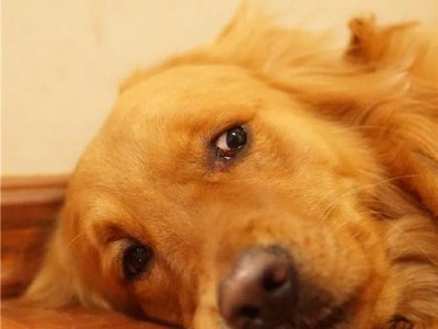 成犬为什么吃得比幼犬少？（成犬的营养需求变化及饮食习惯的影响）