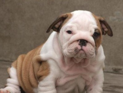 如何饲养英国斗牛犬（以宠物为主的完美饲养方法）
