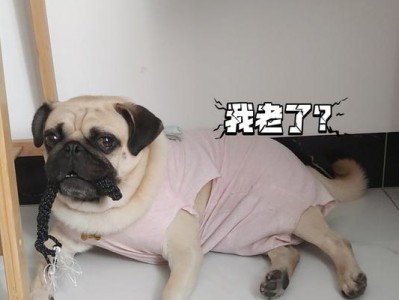 探究以巴哥犬和八哥犬的优点（揭示六个以巴哥犬的优点及八个八哥犬的优点）