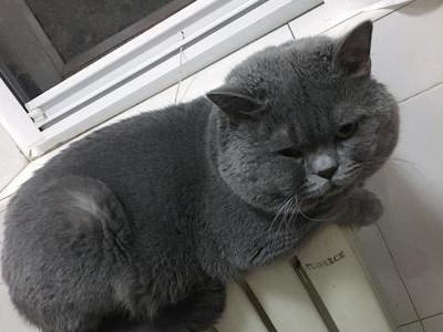 以夏特尔猫为宠物的饲养方法（15条详细的饲养技巧，让你的夏特尔猫更健康、快乐）