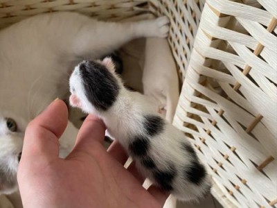 二三个月大的猫咪能否吃美毛粉？（解析宠物美毛粉的成分和适用对象）