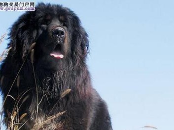 珍稀纯种红藏獒（独一无二的华丽陪伴，成就你的尊贵身份）