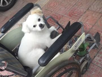 狗狗肋骨挫伤需要多长时间才能痊愈？（挫伤恢复的时间与治疗方法有关，）