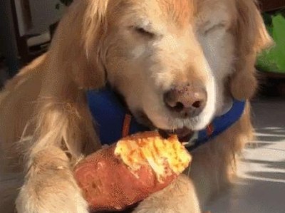 金毛狗狗能否食用盐和辣的食物（宠物健康需谨慎，了解饮食习惯是关键）