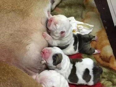 狗狗破腹产的注意事项（保障母犬和幼犬的安全与健康）