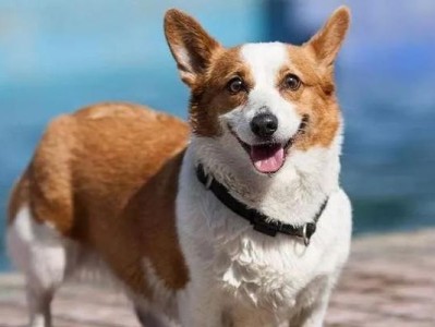 如何养护您的柯基犬（15个细节注意点，让它过上健康快乐的生活）