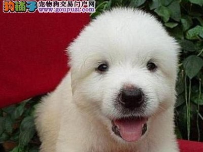 根据牙齿判定大白熊犬龄的方法（以牙齿大小为依据，准确判断大白熊犬的年龄）
