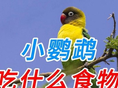 如何为8个月大的鹦鹉提供适宜的饮食？（充实饲料，健康成长）