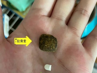如何喂泰迪吃药？（喂药技巧及注意事项）