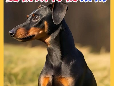 为什么很少人养杜宾犬？（探究杜宾犬的缺点和人们的接受度）