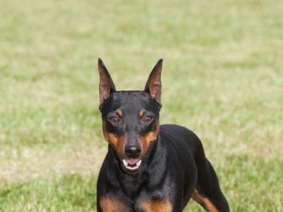 杜宾犬的受欢迎程度及原因分析（探寻杜宾犬备受喜爱的特点和魅力）