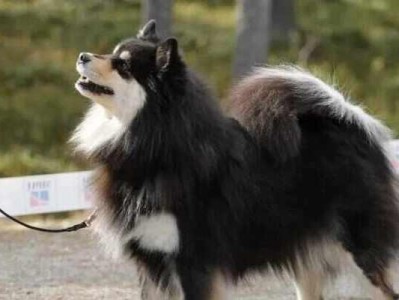 以芬兰猎犬为宠物的饲养方法（了解狗狗的品种特点，做好饲养准备）