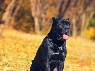 卡斯罗犬的饲养方法（健康快乐的卡斯罗犬生活指南）