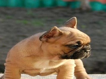 法国斗牛犬便秘处理方法（为宠物排便畅通无阻，让它更健康快乐）