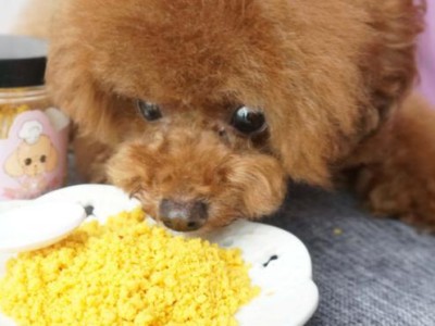 科学喂养成年泰迪，合理控制食量（为您的狗狗提供适当的饮食，健康快乐生活）