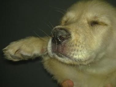 狗瘟的症状及治疗方法（了解狗瘟的常见症状，保护你的爱犬免受伤害）