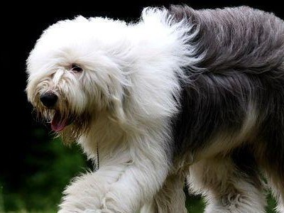 「人造狗茶杯犬（揭开人造狗茶杯犬的幕后黑幕，曝光隐藏在可爱外表下的残忍事实！）