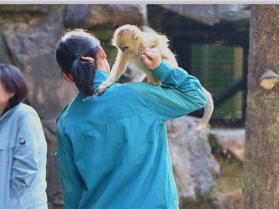 金丝猴饲养方法（科学、健康、环保）