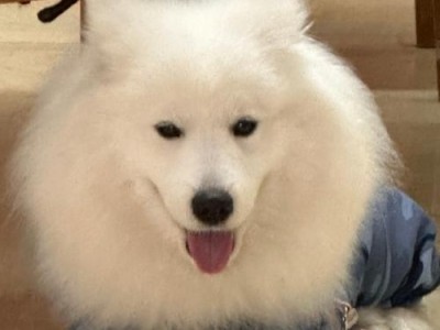 以嘴巴尖耳朵小的狗——迷你品种的魅力（迷你犬种的独特外貌与性格特点）