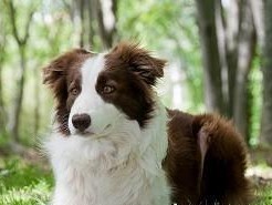 澳大利亚牧羊犬饲养指南（了解这些，让你的宠物更健康快乐）