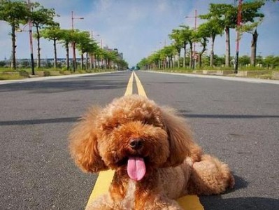 泰迪熊天竺鼠的饲养方法（如何让你的宠物天竺鼠健康快乐）