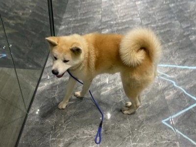 自己动手DIY秋田犬的头发（宠物爱好者必备秋田犬美容技巧，让你的爱犬焕然一新）