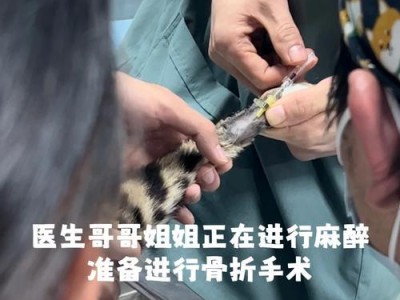 猫咪骨折如何消炎（有效的消炎方法和注意事项）