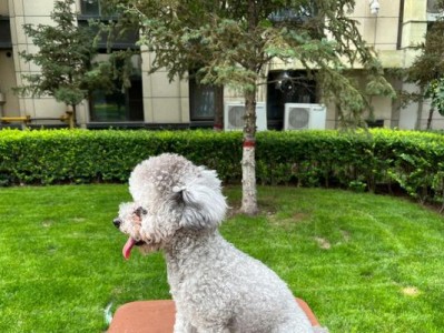 泰迪宠物的阳光日常（泰迪能够经常晒太阳吗？以宠物角度探讨）