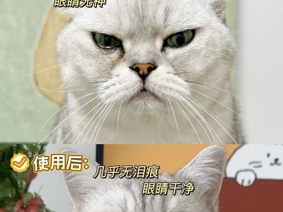 猫咪眼屎问题解析（揭开猫咪眼屎背后的秘密，保护它们的眼睛健康）