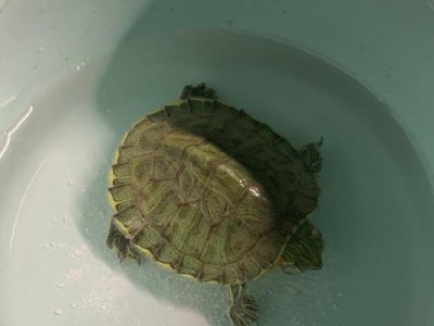 以巴西龟为主题的水生生物研究（了解巴西龟的习性与生态环境及其对水质的要求）