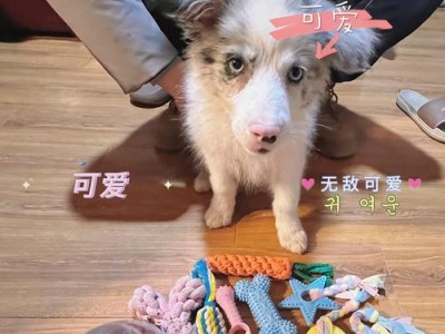 养一只边牧的经济成本分析（从各方面举例分析养一只边牧的费用和投入）