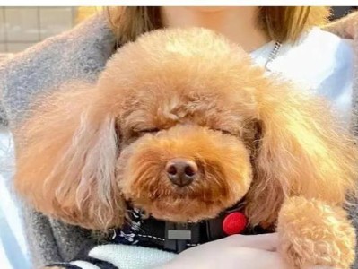 不喜欢舔人的狗（探究狗不喜欢舔人的原因及解决方法）