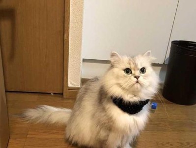 探寻金吉拉猫的神秘之美（以金色为主题的猫咪世界）