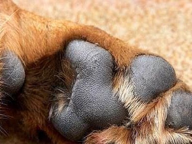 探究幼犬脚垫颜色之谜（解密幼犬脚垫颜色与健康关系的关键）