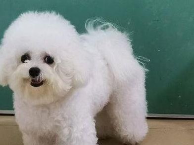 小心！比熊宠物养殖中的禁忌