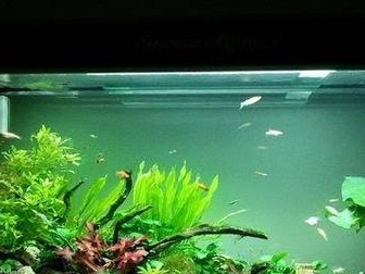 打造理想热带鱼鱼缸的完美搭配（热带鱼缸装饰物的选择与使用技巧）