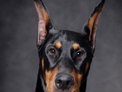 深入探讨杜宾犬的香气与优点