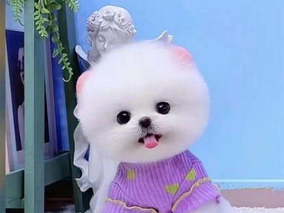 幼时的袖珍犬适合喝什么？（了解袖珍犬幼时的饮食需求及喂养建议）