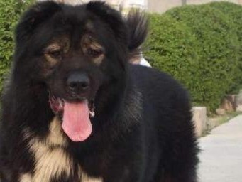 高加索犬饲养指南（打造健康、幸福的宠物生活）