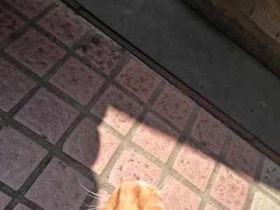 揭秘以猫围着人转的真正含义（宠物猫如何表达关爱与依恋）