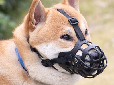 以柯基犬的饮水为例，如何保证宠物的健康生活（教你正确喝水，让爱宠健康一生）
