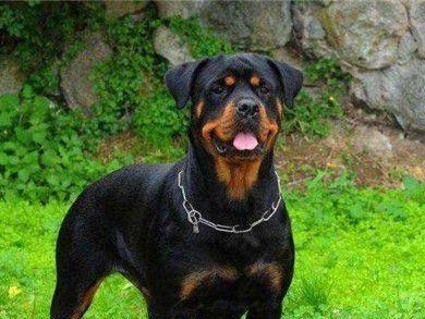 如何科学地饲养洛威拿犬（全面了解洛威拿犬的饲养知识，做一名负责任的犬主人）