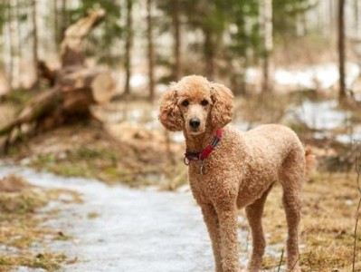 冬天养泰迪犬的误区与正确护理方法（冬季泰迪犬护理的关键，细节决定宠物健康）